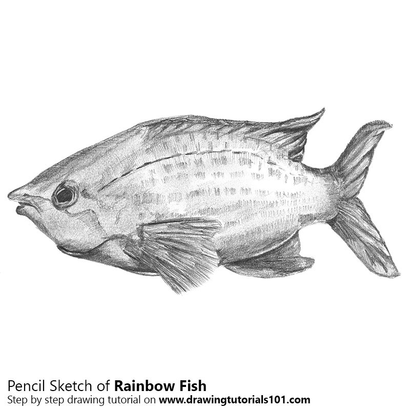800x800 Rainbow Fish Pencil Drawing - Fish Sketch