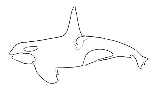 525x300 Whale Fish Sketch - Fish Sketch