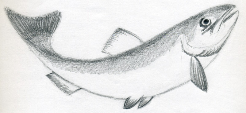 802x370 How To Draw A Fish - Fish Sketch Drawings