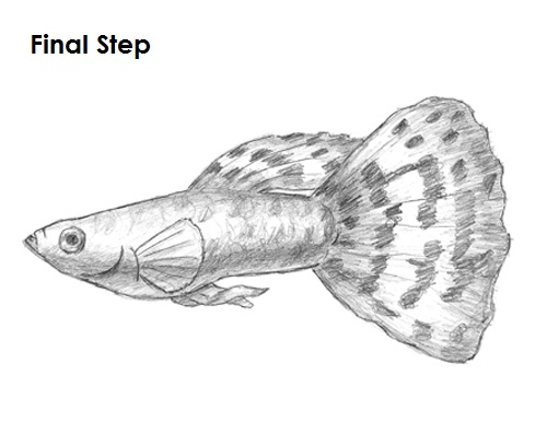 500x386 How To Draw A Fish (Guppy) - Fish Sketch Drawings