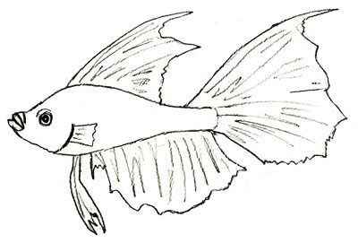 400x271 How To Draw A Fish - Fish Sketch Drawings