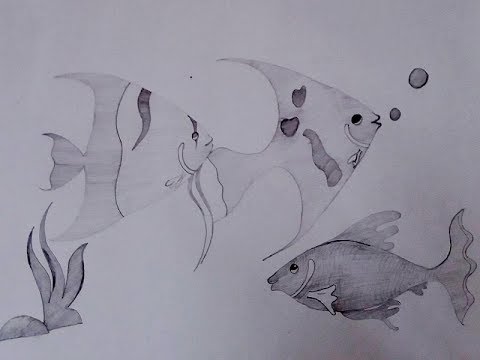 480x360 How To Draw Fish By Pencil Sketch - Fish Sketch Drawings