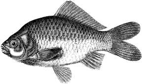 288x171 Fish Drawings Are Easy And Fun - Fish Sketch Drawings