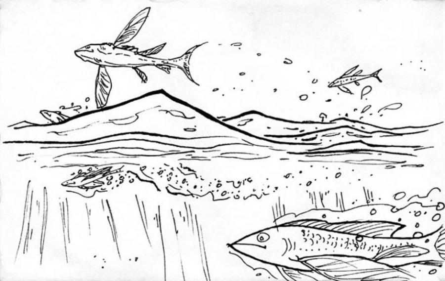 900x569 Fish. Nature. Drawings. Pictures. Drawings Ideas For Kids. Easy - Fish Sketch For Kids