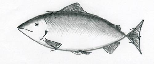 500x207 How To Draw A Fish - Fish Sketch Images
