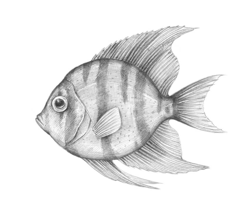 850x747 How To Draw A Tropical Fish - Fish Sketch Images