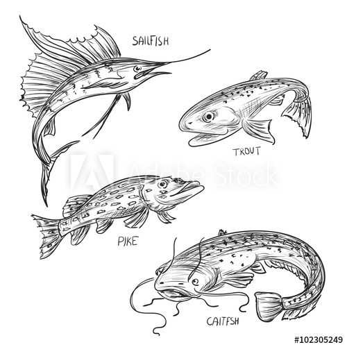 500x500 Fish Sketch 1 - Fish Sketch Images