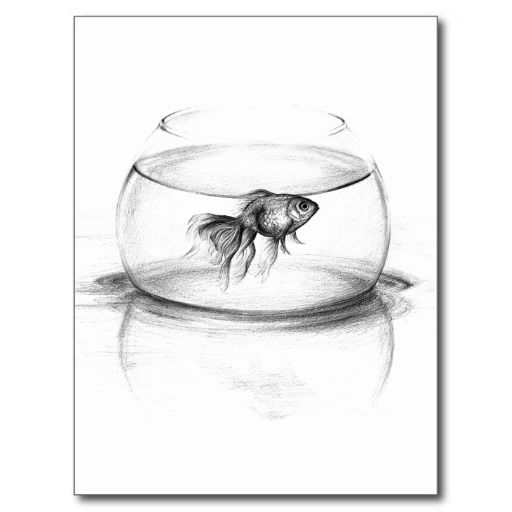 512x512 Goldfish In A Bowl Pencil Art Postcard My Zazzle Products - Fish Tank Sketch