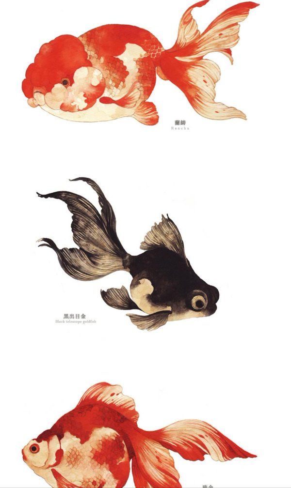 600x1008 Pin By Nian Gao On Suisei Goldfish, Fish And Koi - Fish Tank Sketch