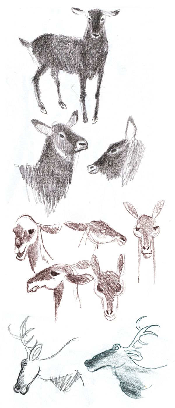 600x1395 Berlin Zoo And Aquarium Sketches By Anka Zietkiewicz, Via Behance - Fish Tank Sketch