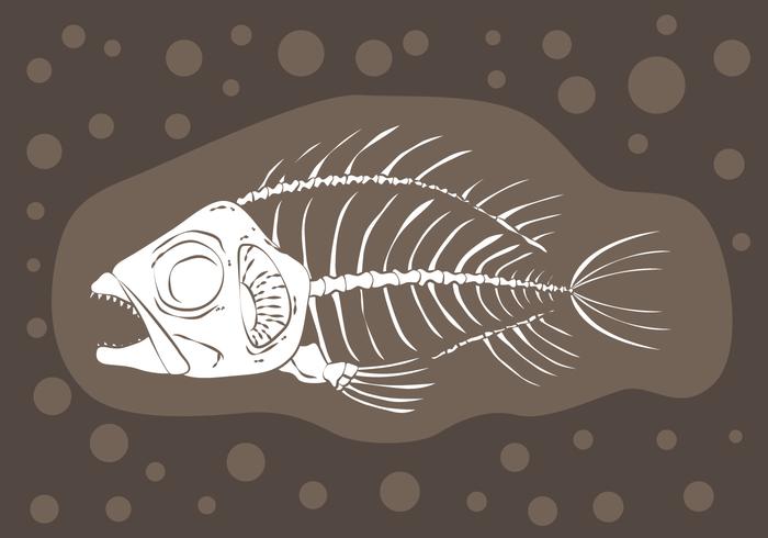 700x490 Fishbone Fossil Vector - Fishbone Sketch