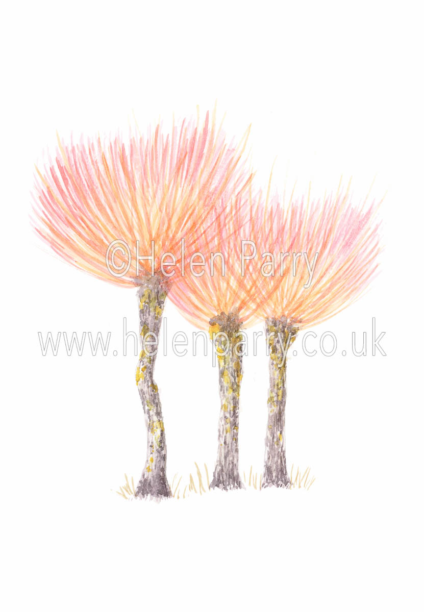 831x1200 Winter Flame Sketch - Flame Sketch