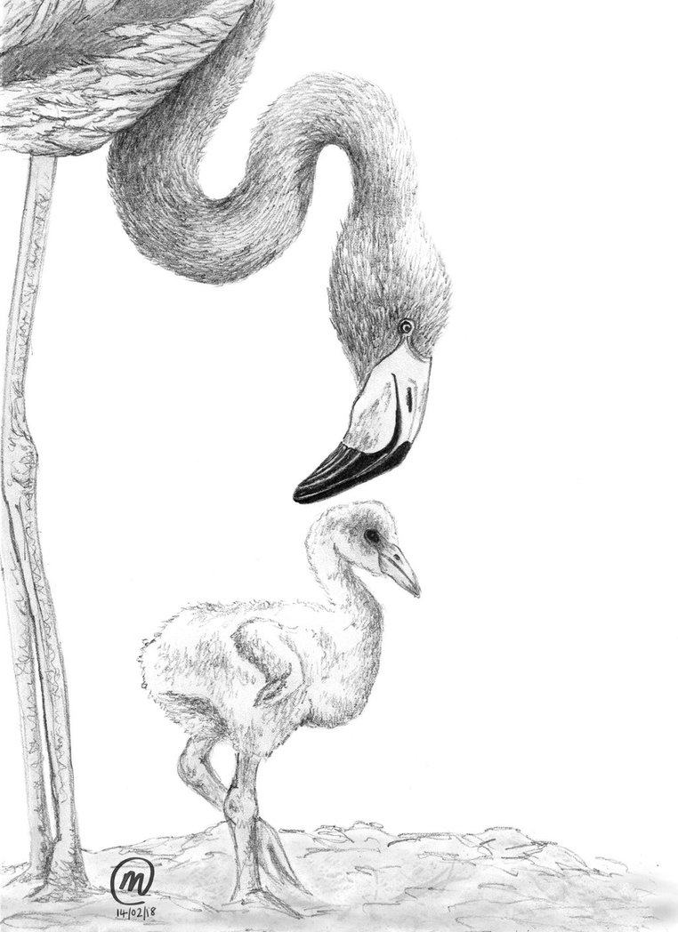 762x1048 Flamingo Sketch Wip By Laeril - Flamingo Sketch