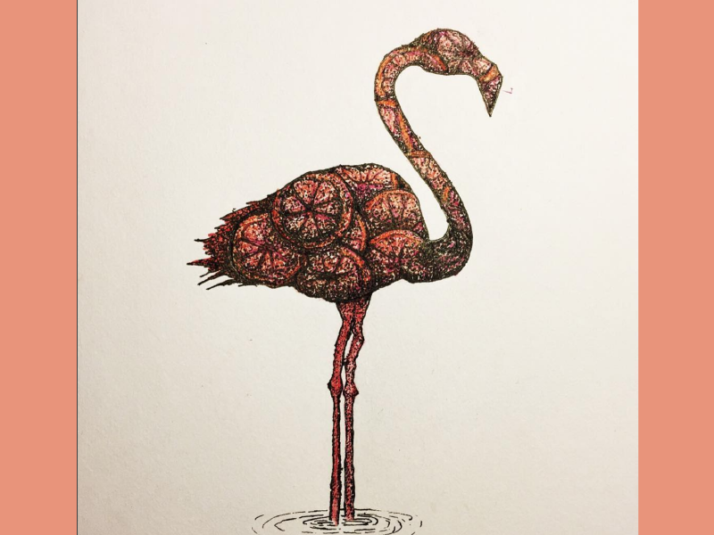 800x600 Flamingo Sketch By Jared Sylvia - Flamingo Sketch