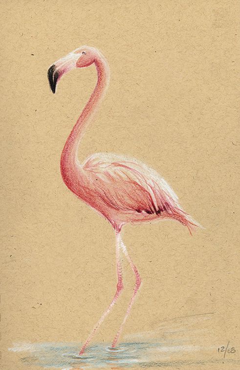 491x756 Flamingo Sketch By On @ Art - Flamingo Sketch