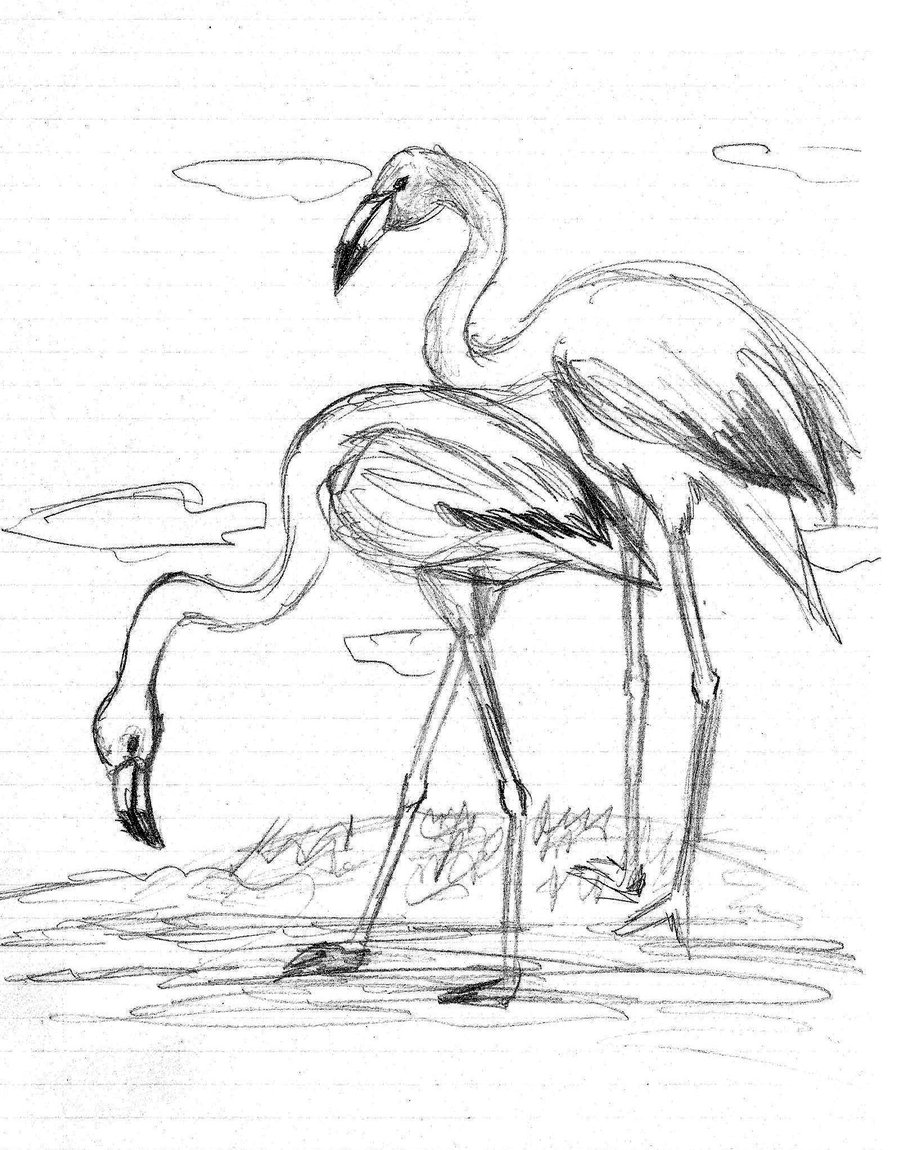 900x1150 Flamingo, A Sketch By Radian The Art - Flamingo Sketch