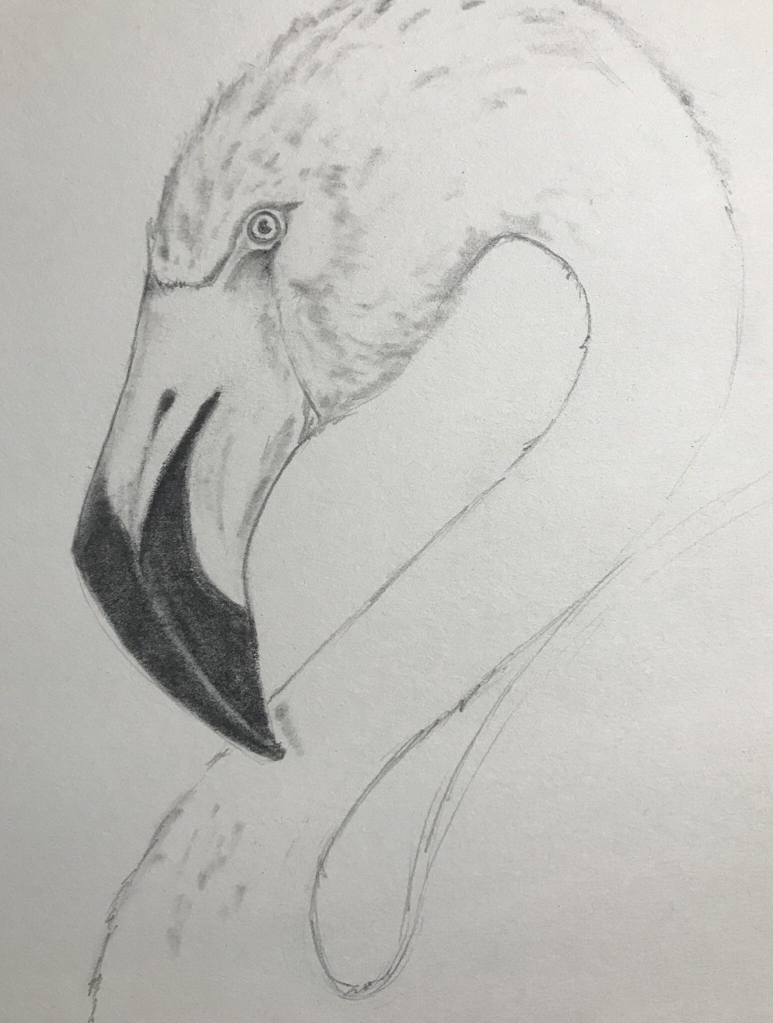 1547x2046 Flamingo Sketch Drawing - Flamingo Sketch