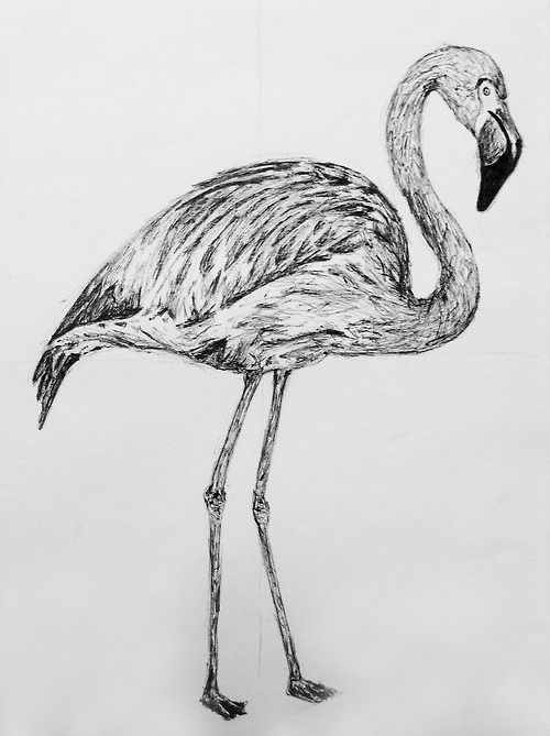 500x669 Flamingo. Sketch. Technique Pen. 2014 For Da Boids - Flamingo Sketch