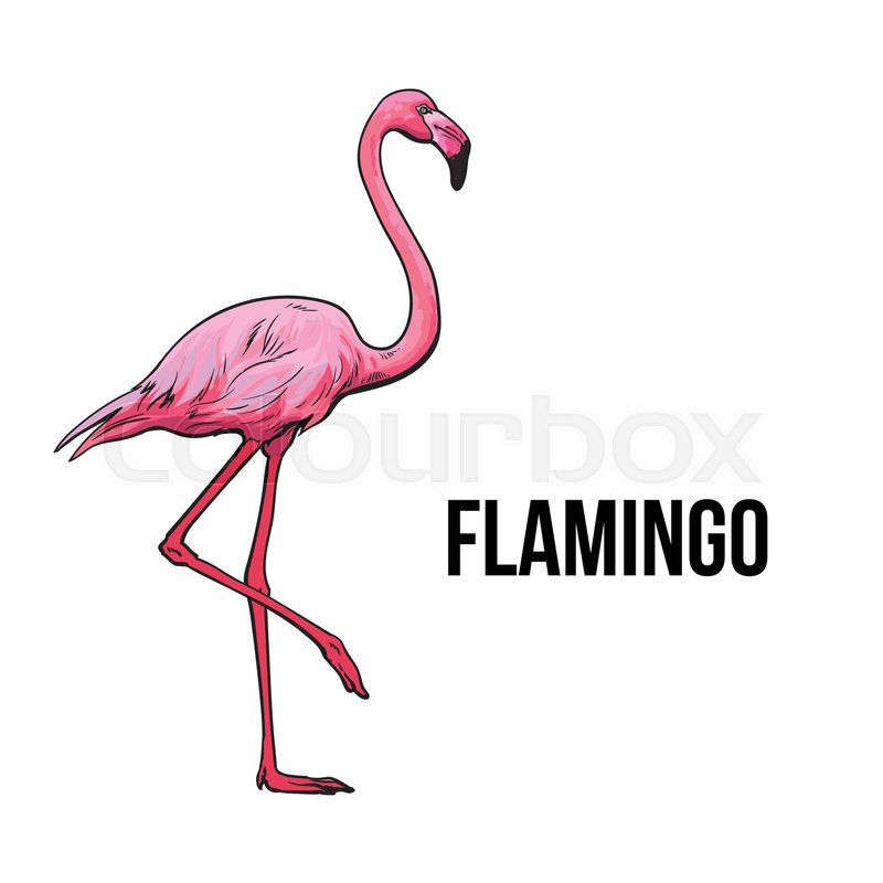800x800 Hand Drawn Pink Flamingo, Colorful Sketch Style Vector - Flamingo Sketch