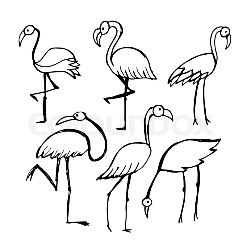 800x800 Flamingo, Sketch For Your Design. Vector Illustration Stock - Flamingo Sketch