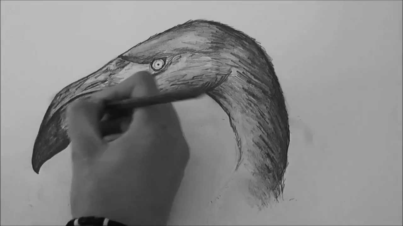 1280x720 Speed Art - Flamingo Sketch
