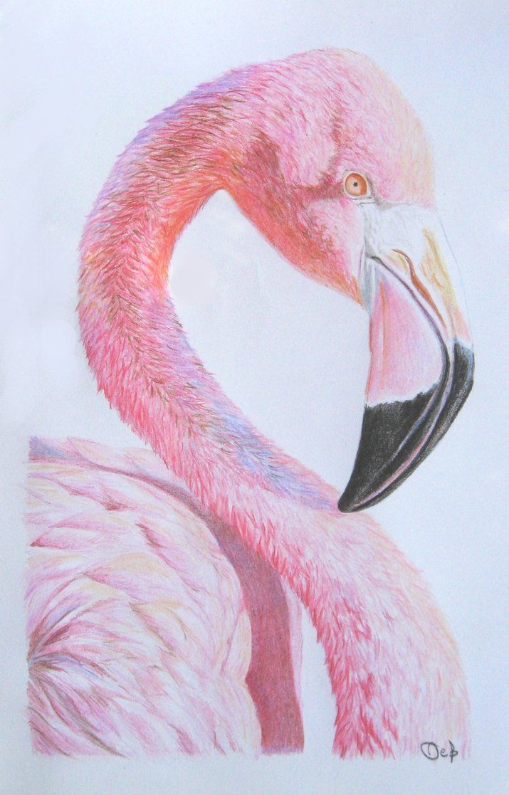 715x1117 Flamingo - Flamingo Sketch