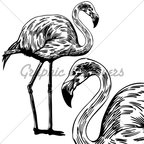 500x500 Flamingo Drawing Gl Stock Images - Flamingo Sketch