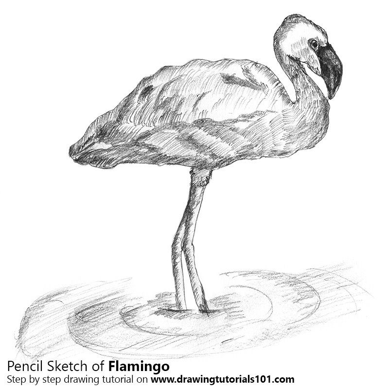 800x800 Flamingo Pencil Drawing - Flamingo Sketch