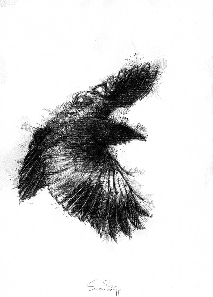 736x1024 Crow Flight Seanbriggs - Flight Sketch