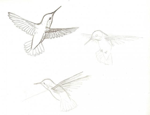 640x492 Hummingbird Flight Sketches - Flight Sketch