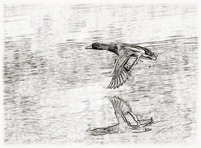 400x294 Mallard In Flight Sketch (Sc159) Photo - Flight Sketch