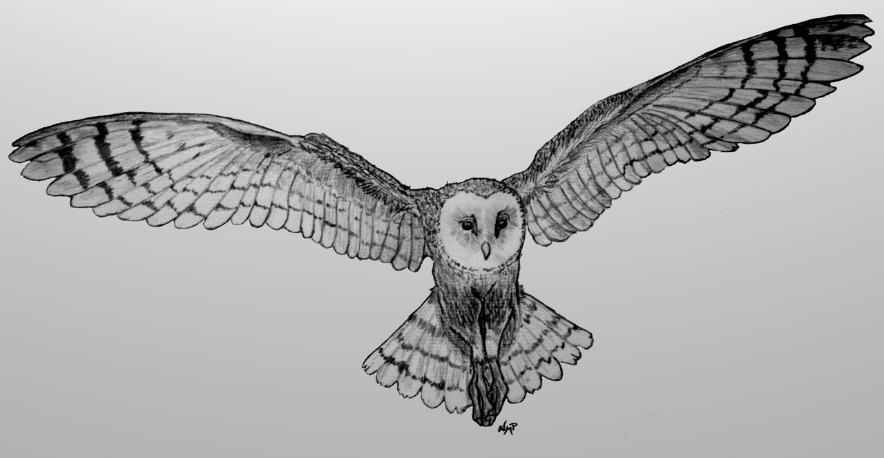 1280x663 Owl In Flight Drawing Pencil, Sharpie, Add A Night Sky And Moon - Flight Sketch