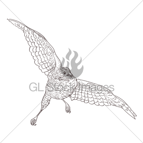 500x500 Sketch Drawing Of Flying Falcon Gl Stock Images - Flight Sketch
