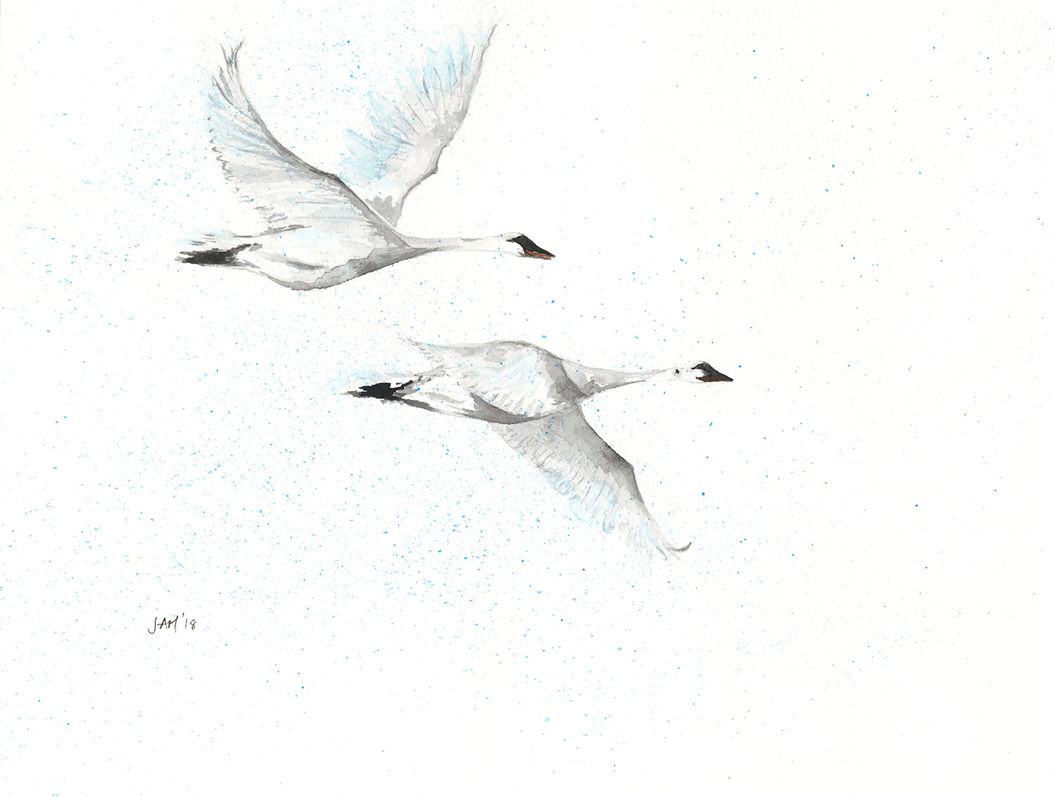 1500x1134 Swans In Flight - Flight Sketch