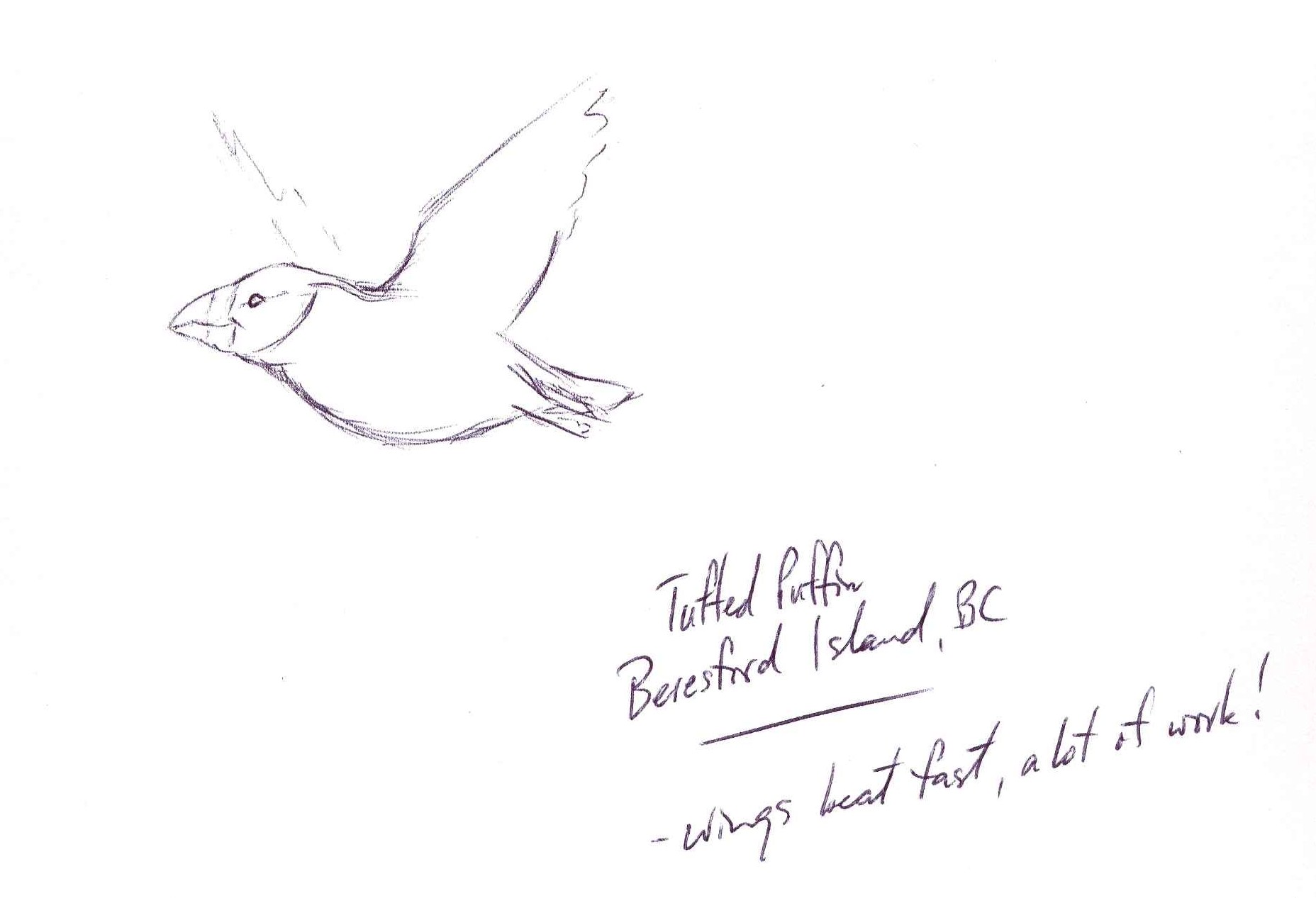 1856x1267 Tufted Puffin Flight Sketch - Flight Sketch