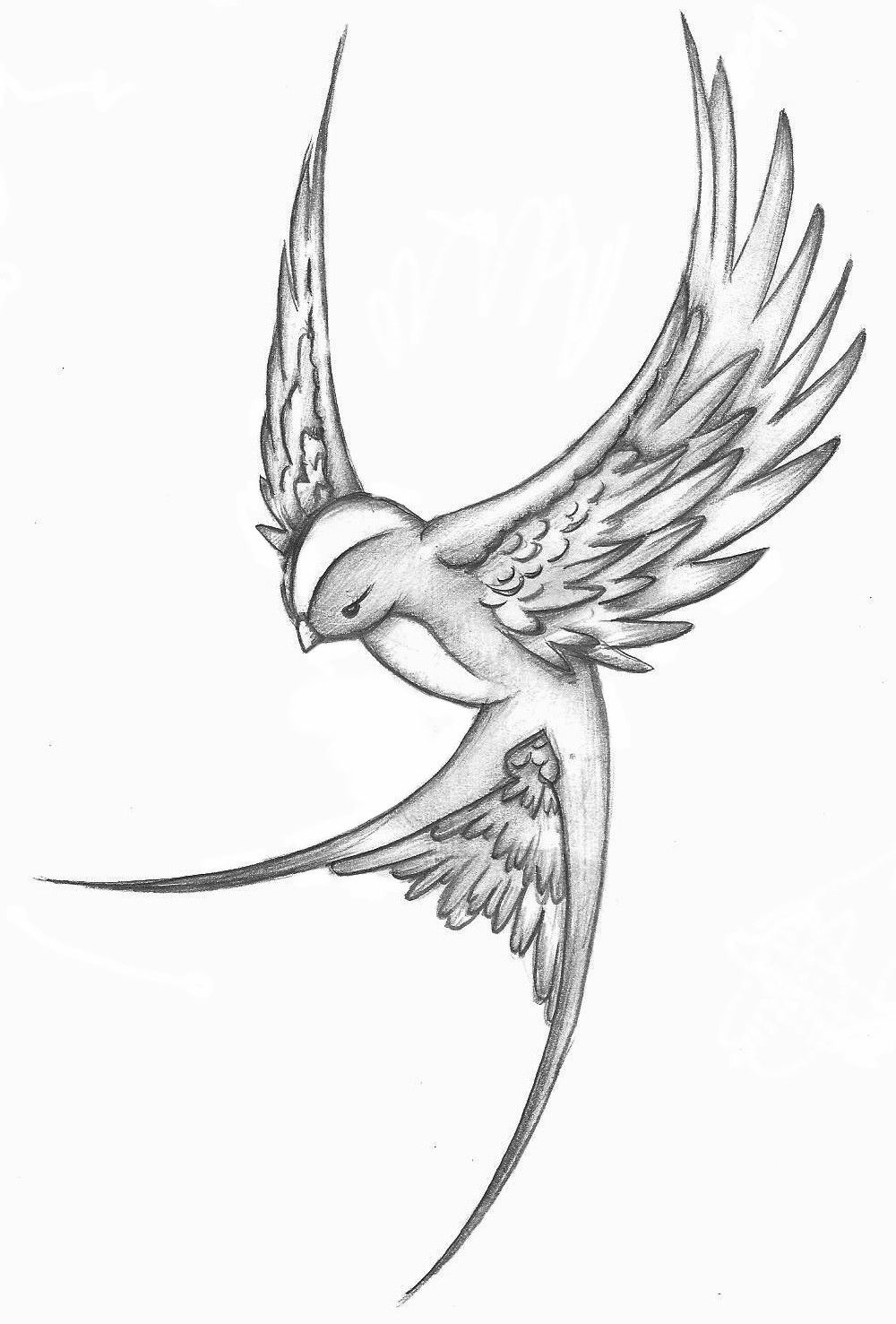 1000x1477 Bird In Flight Sketch - Flight Sketch