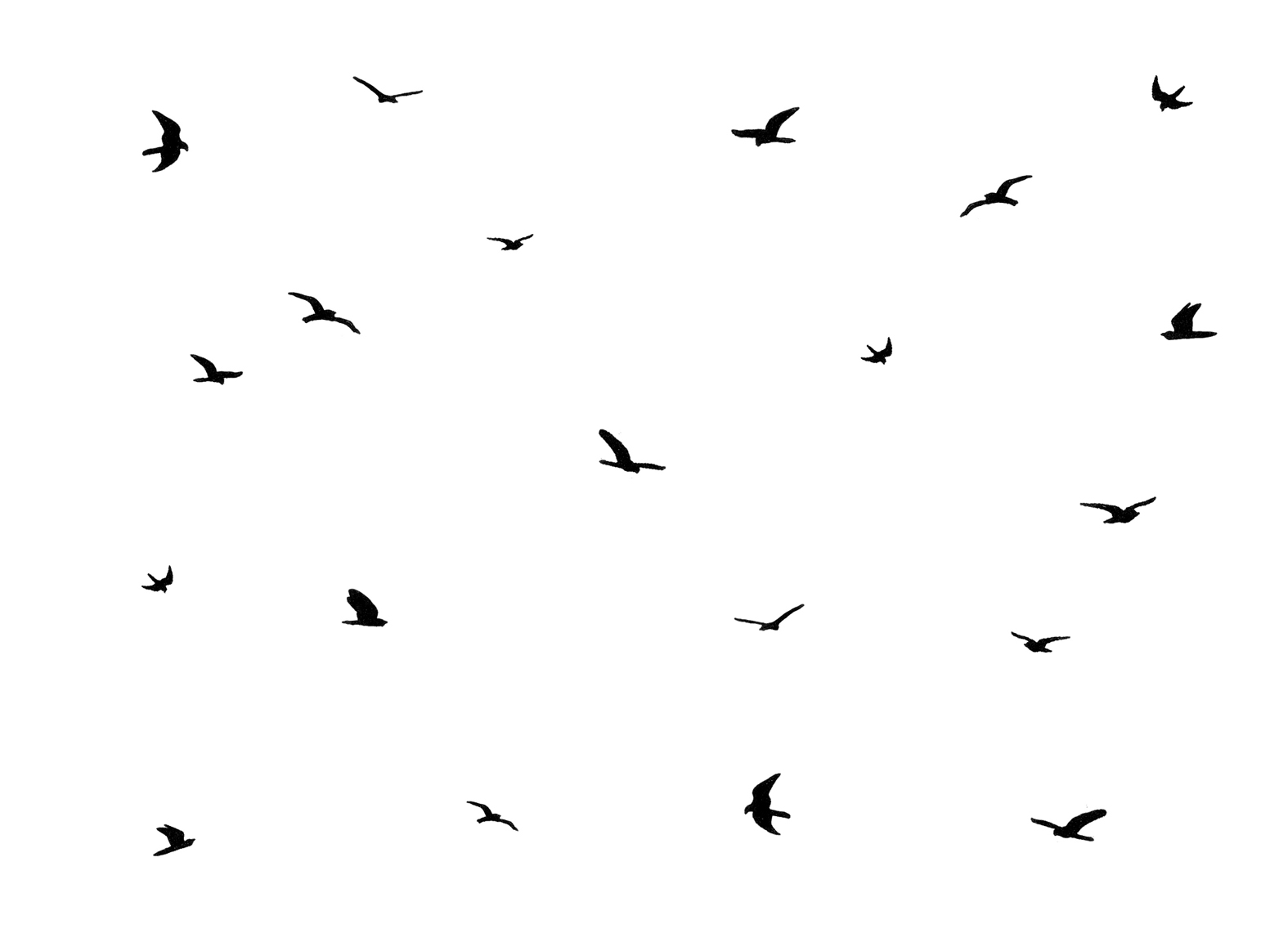 Flock Of Birds Sketch At Explore Collection Of