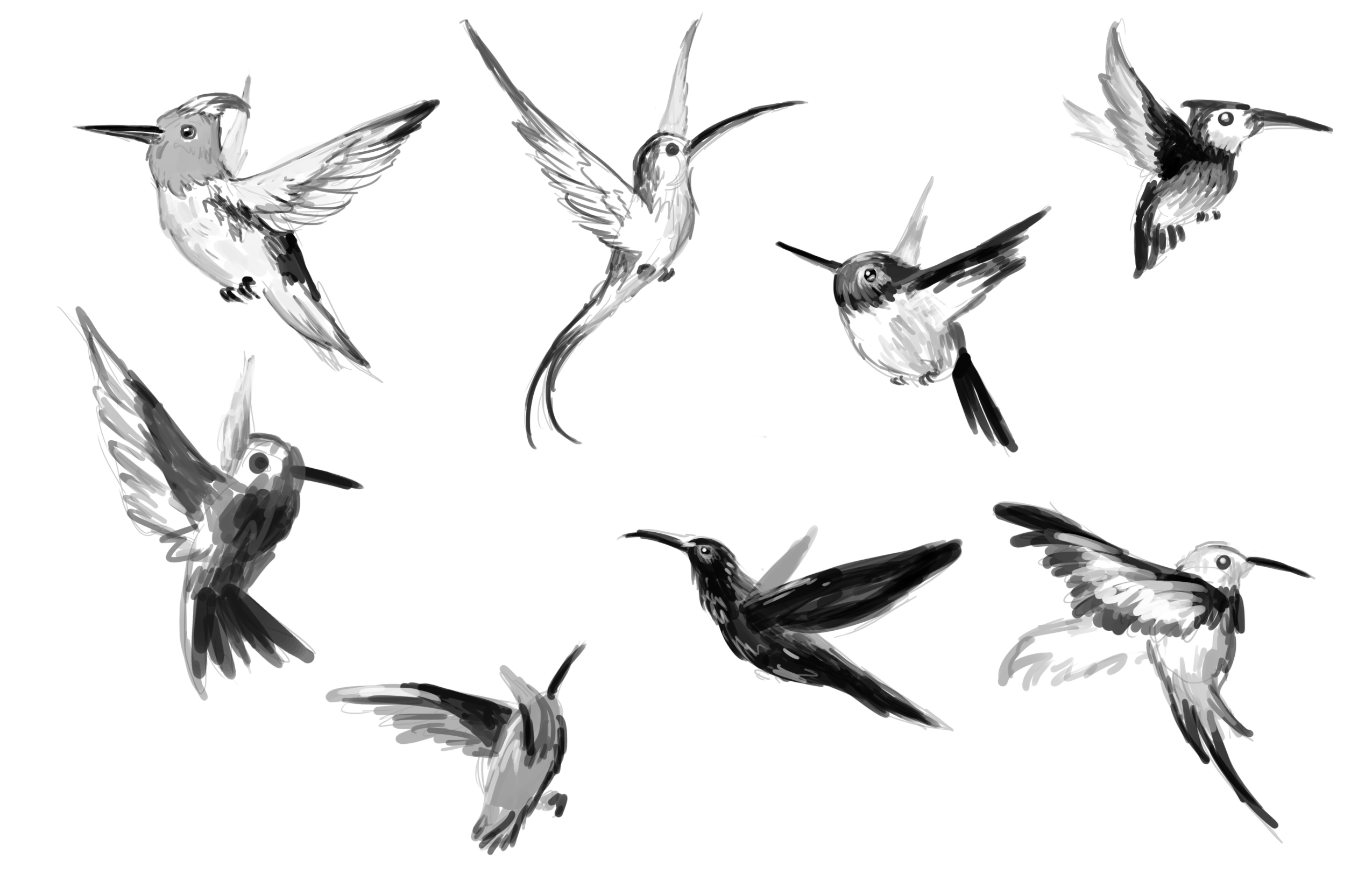 Зарисовки птиц в полете