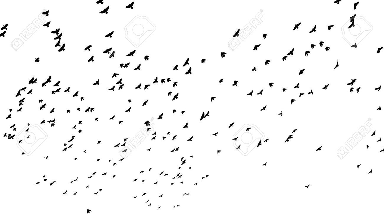1300x726 Flock Of Birds Sketch - Flock Of Birds Sketch