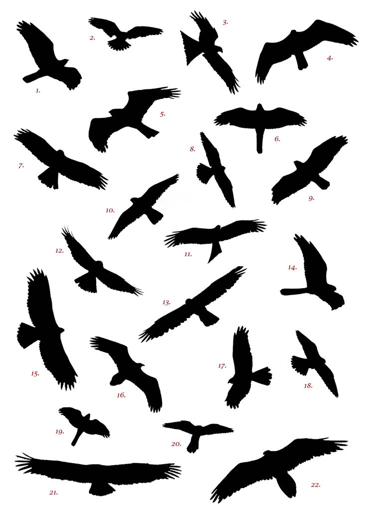 736x1041 Flock Of Birds Clipart Three Bird - Flock Of Birds Sketch
