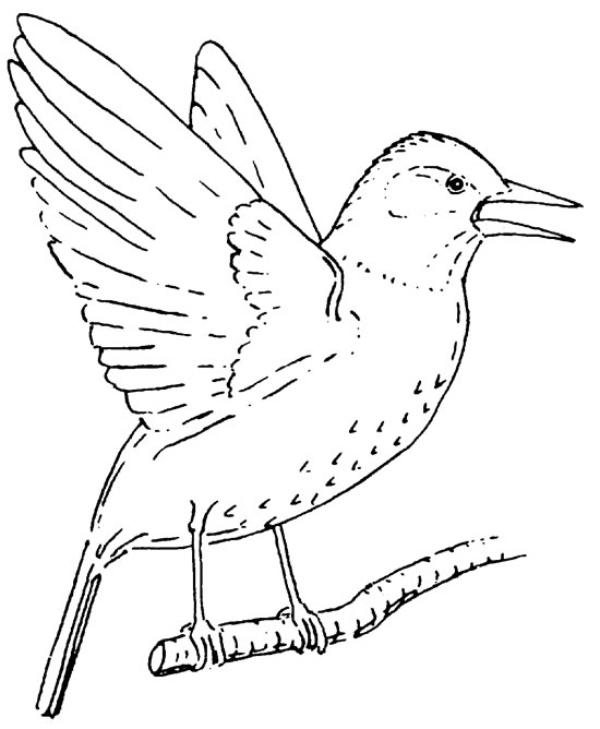 550x668 Starlings - Flock Of Birds Sketch