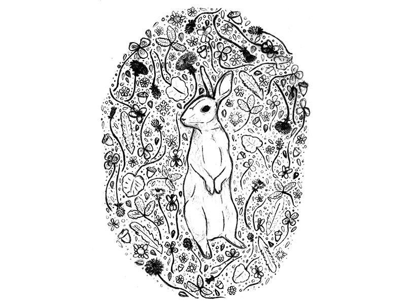 800x600 Flora And Fauna Rabbit - Flora Sketch