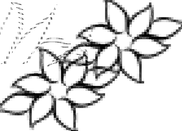 596x427 Flowers, Plants, Landscapes, Nature, Drawing, Sketch, Blossoms - Flora Sketch