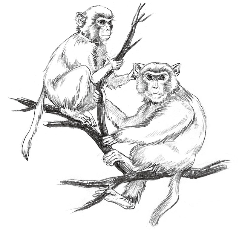 800x800 Usd 14.23] Classic Complete Works Of Interest Sketch Sketch Flora - Flora Sketch