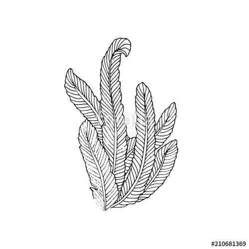 500x500 Underwater Flora Sketch With Seaweed Isolated On White Background - Flora Sketch