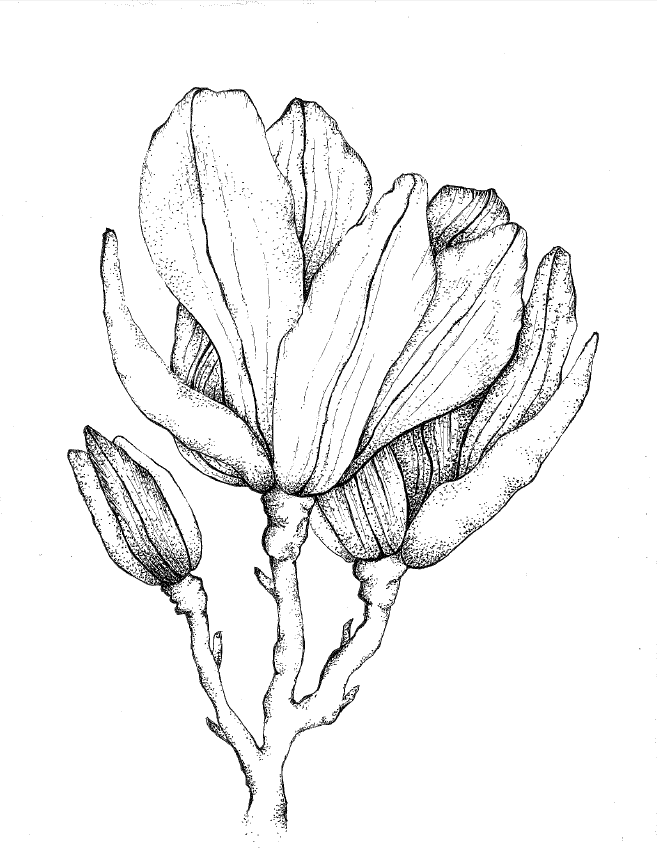 657x855 Magnolia Floral Print Black Amp White Sketch With Touches Of Color - Floral Print Sketch