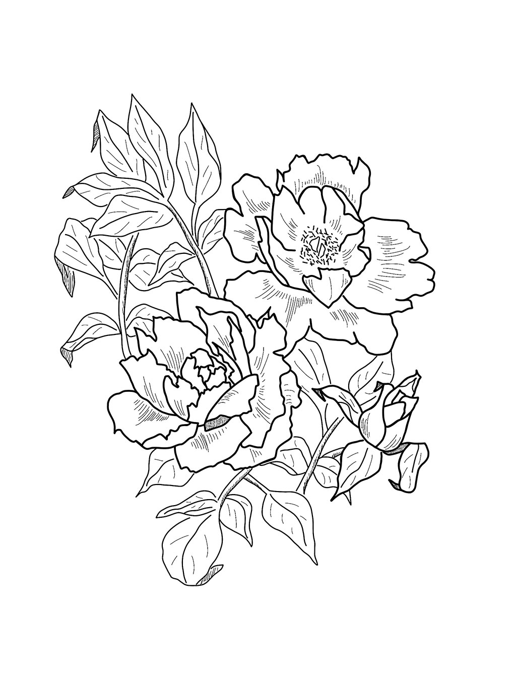 1024x1366 Peony Pen Sketch - Floral Print Sketch