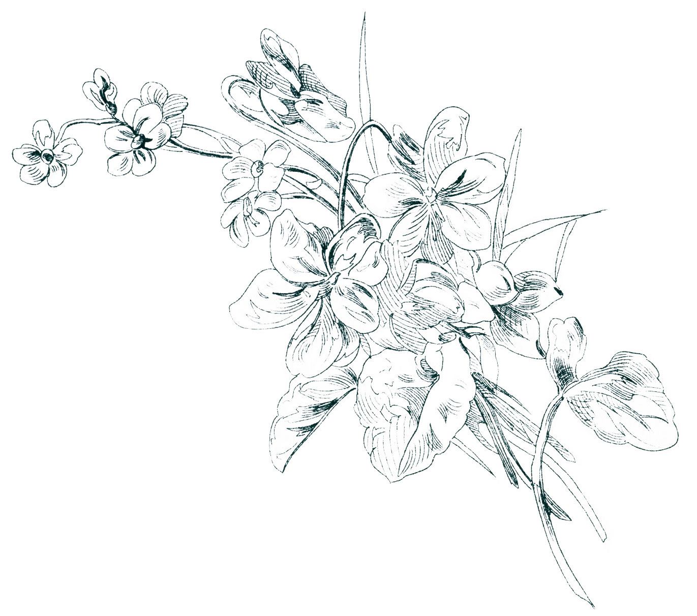 1371x1212 Free Vintage Image Floral Sketch Old Design Shop Blog, Victorian - Floral Sketch