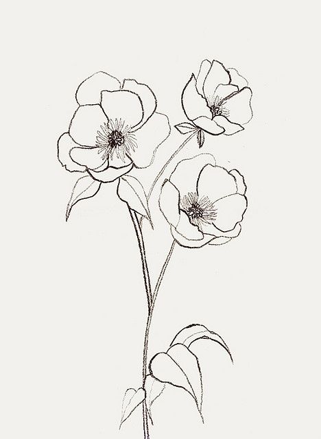 468x640 Awomaninscience Learn To Draw Drawings, Flower - Floral Sketch