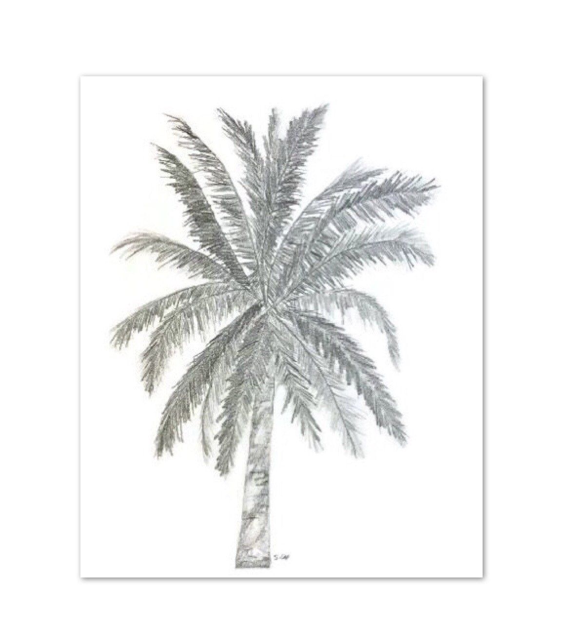 1169x1322 Original Pencil Sketch, Palm Tree Drawing, Palmtree Tropical - Florida Sketch